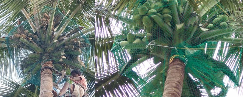 Coconut Tree Safety Nets in Chennai